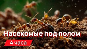 Звуки для соседей - звуки насекомых под полом, стенах и потолке