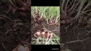 Лук шалот семейка 26 сортов, 9-ый ролик на тему шалоты!