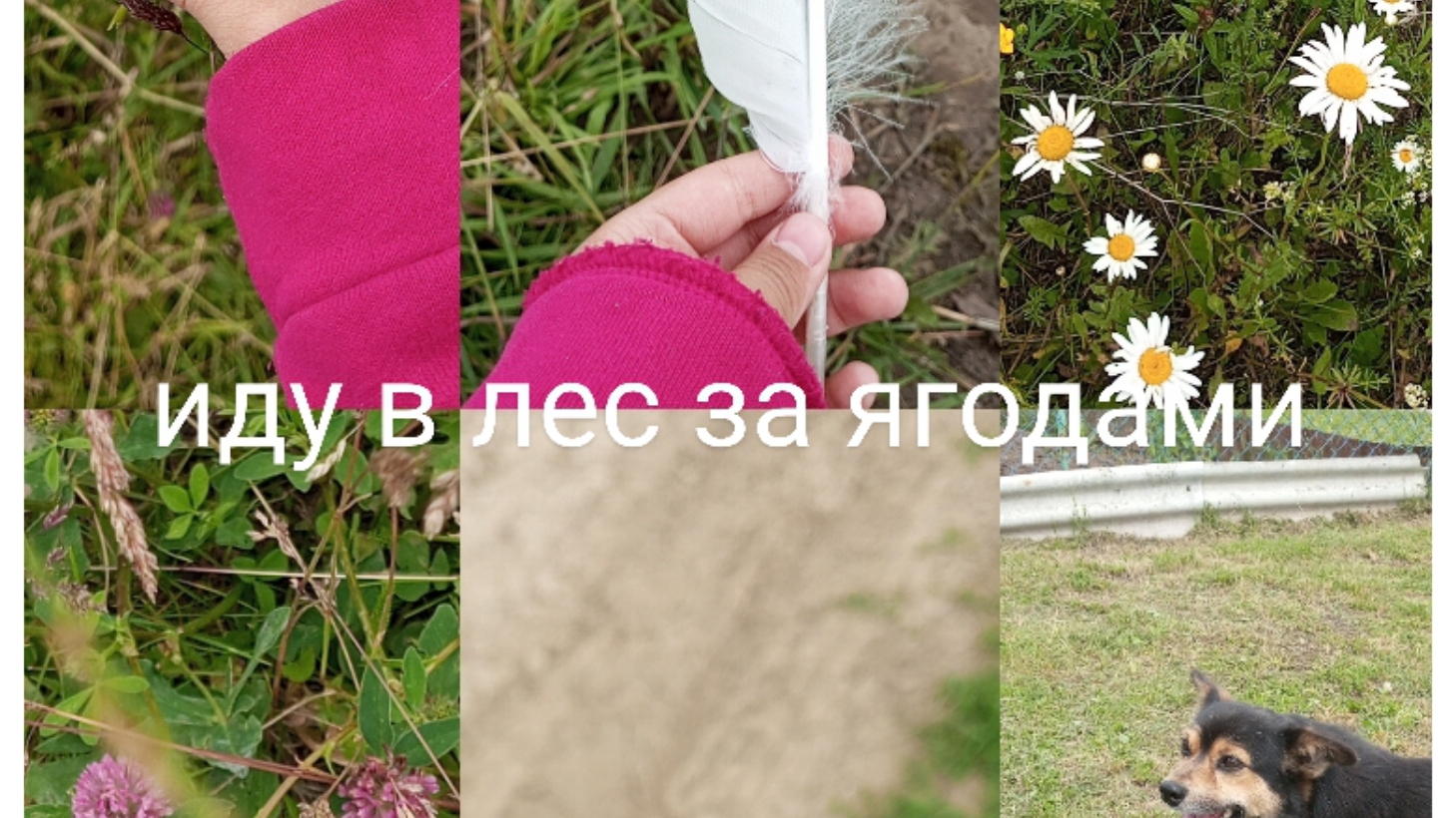 иду в лес за ягодами🍓 смотреть онлайн