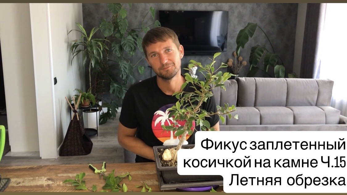 Фикус заплетенный косичкой на камне Ч.15 Летняя обрезка и уход смотреть онлайн