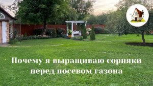 Зачем я выращиваю сорняки перед посевом газона.