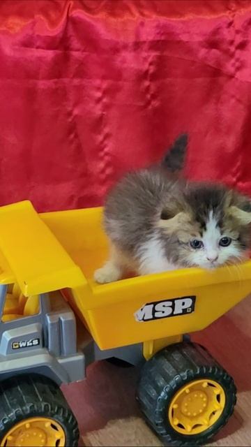 Водитель детского желтого самосвала 3. КОТЕНОК 3. смотреть онлайн