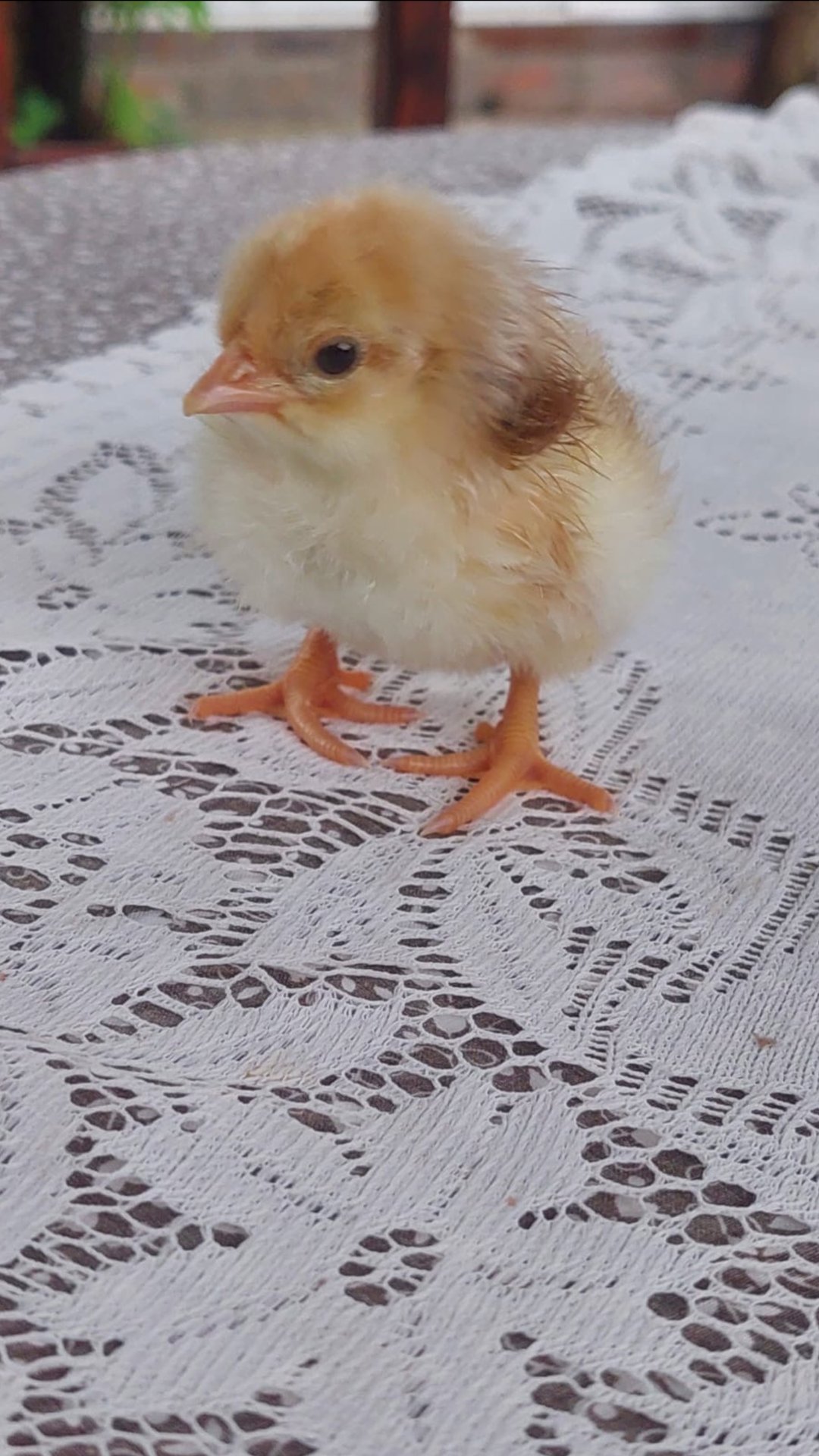 Наша ЦЫПА 🐤 смотреть онлайн