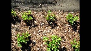 Про обрезку листьев клубники после урожая