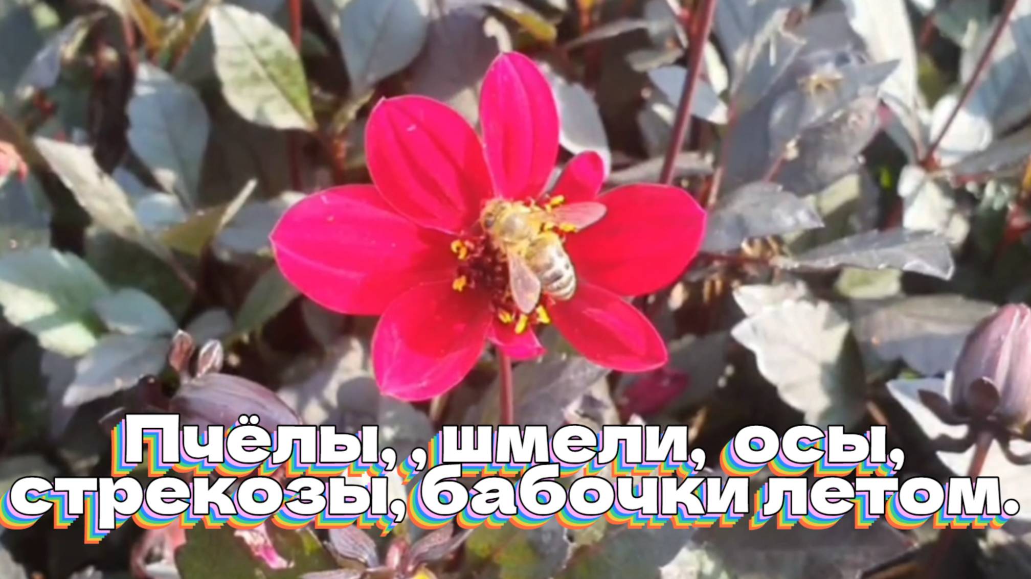 Пчёлы, шмели, осы, стрекозы, бабочки летом. смотреть онлайн