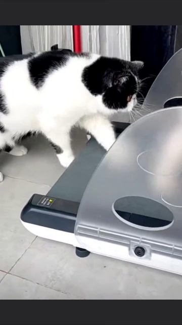 Треня смотреть онлайн