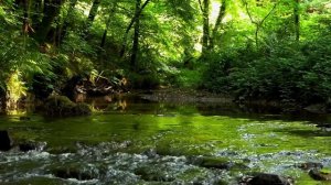 🐦 СОЛОВЕЙ ПОЕТ У ЛЕСНОГО РУЧЬЯ