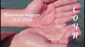 Медузы в Сочи. 21.07.2025. Температура воды и воздуха