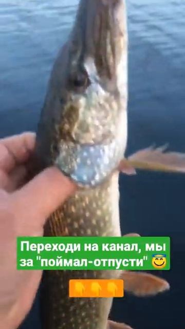 Отпускаем 1000 граммовую щуку #shorts смотреть онлайн