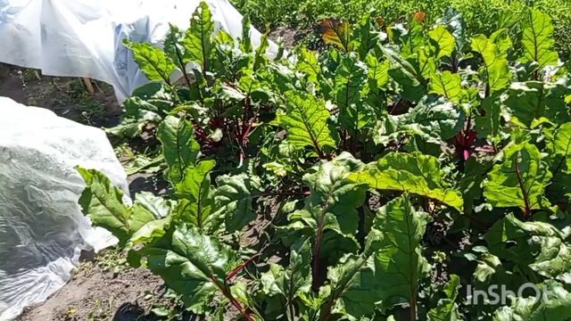 Обзор растений .Что произошло с картошкой.Собираю малину. смотреть онлайн