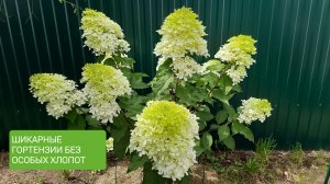 ГОРТЕНЗИИ простые правила для шикарного цветения. 21 июля 2025г.