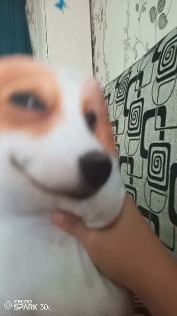 банда лошков