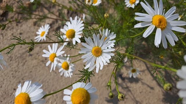 Ромашки 🌼🏵🌸#АСМР #ASMR #ромашки #лето #лето2025 #антистресс