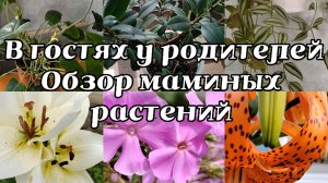 В ГОСТЯХ У РОДИТЕЛЕЙ | ОБЗОР МАМИНЫХ РАСТЕНИЙ