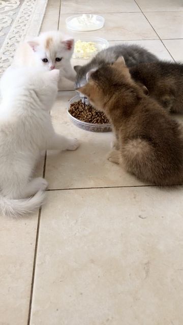 Котятам кошки Кайли 1 месяц.