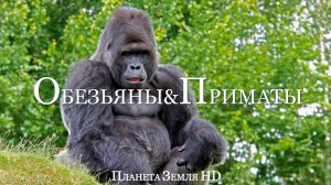 Обезьяны и приматы HD - Живописный Фильм о дикой природе с успокаивающей Музыкой