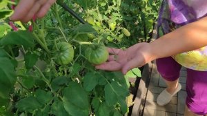 Обзор томатов. Что выросло из семян селекции Софии Сааковой.  (часть 1).