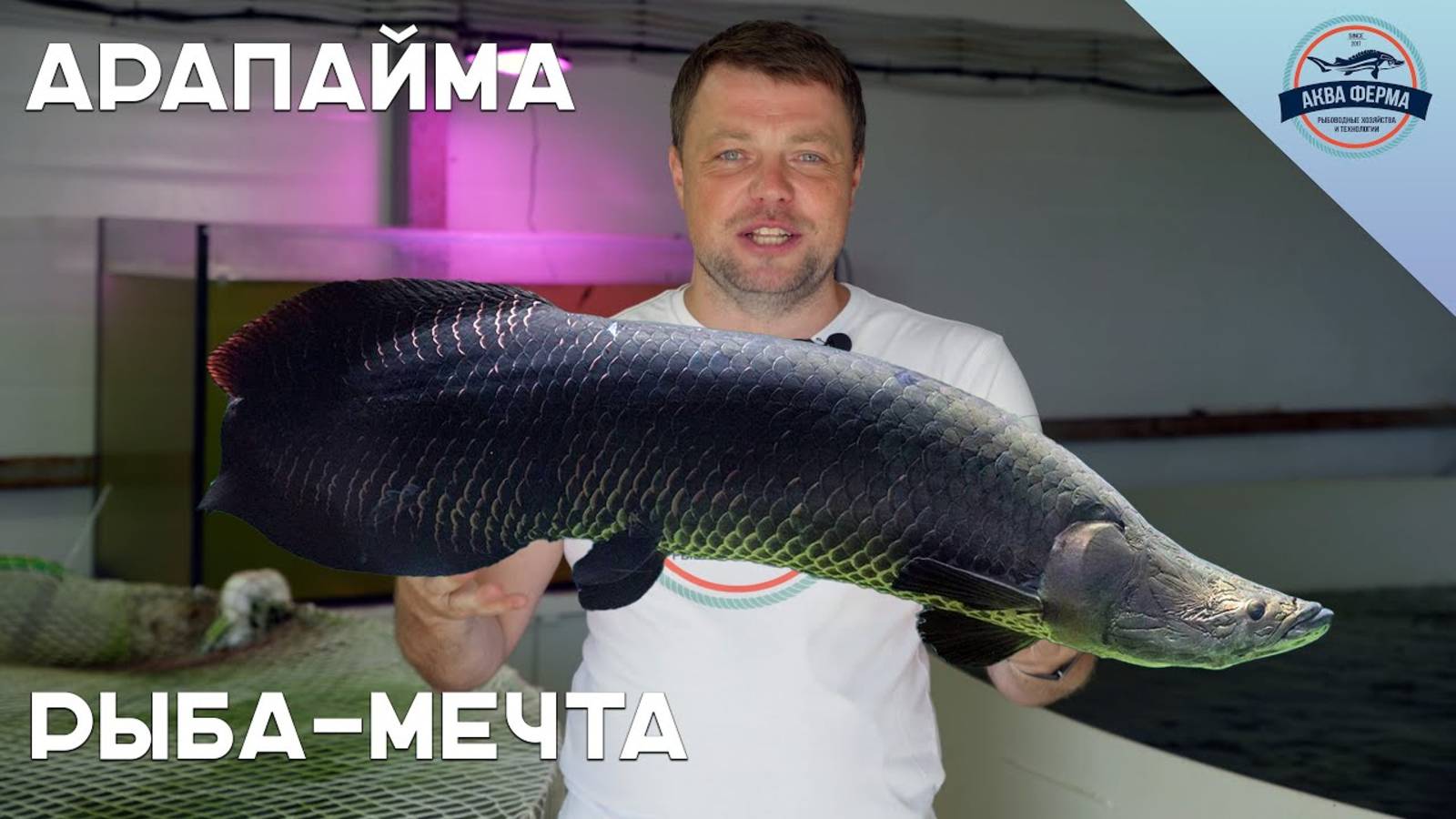 Арапайма - рыба-мечта смотреть онлайн