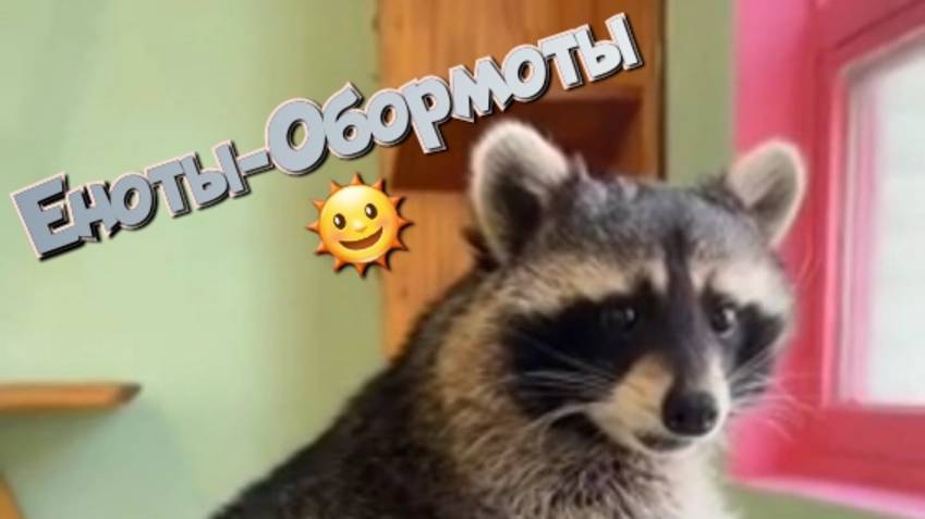 Еноты-Обормоты 🌞 смотреть онлайн