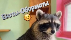 Еноты-Обормоты 🌞