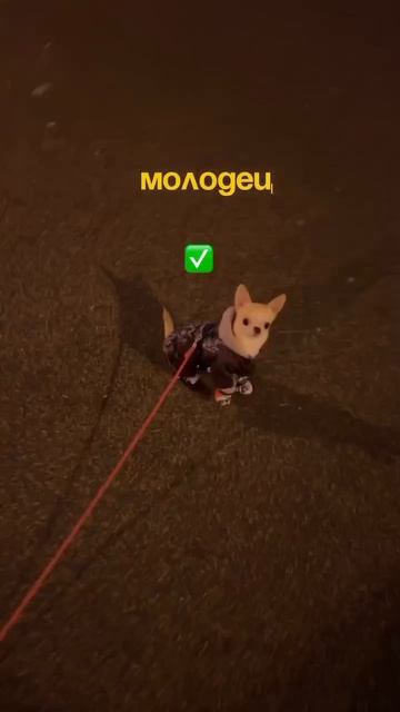 Умничка 😇😅 смотреть онлайн