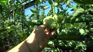 Сорта томатов сердцевидной формы