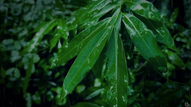 Rain Sounds For Peaceful Sleep