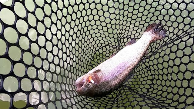 Фишпарк. Форелька:)