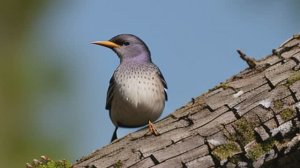 Певчие птицы. Птицы. Пение птицы Скворец для тренировки мозга