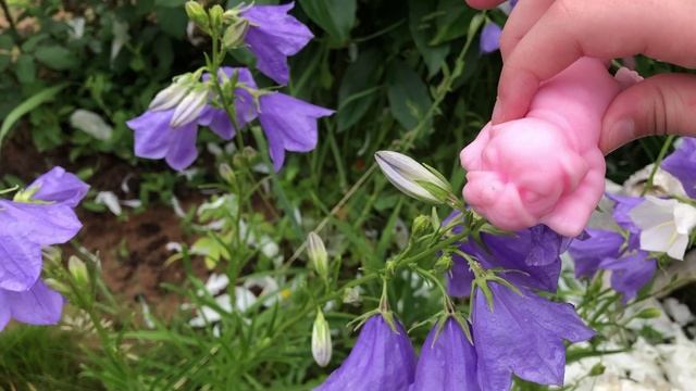 Собачки сквишь нюхают цветы смотреть онлайн