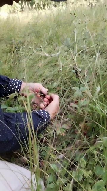 Зайчик и полуника. 19.07.2025 смотреть онлайн