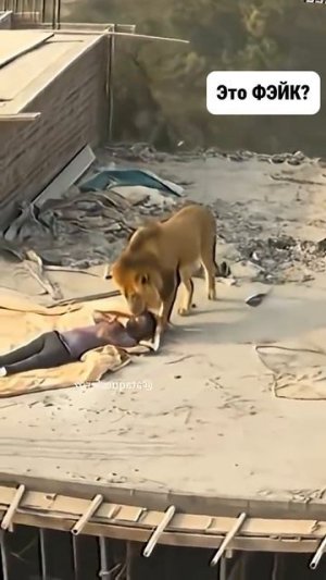 ЖАЛЬ ЧЕЛОВЕКА ВСТРЕТИВШЕГО ЛЬВА