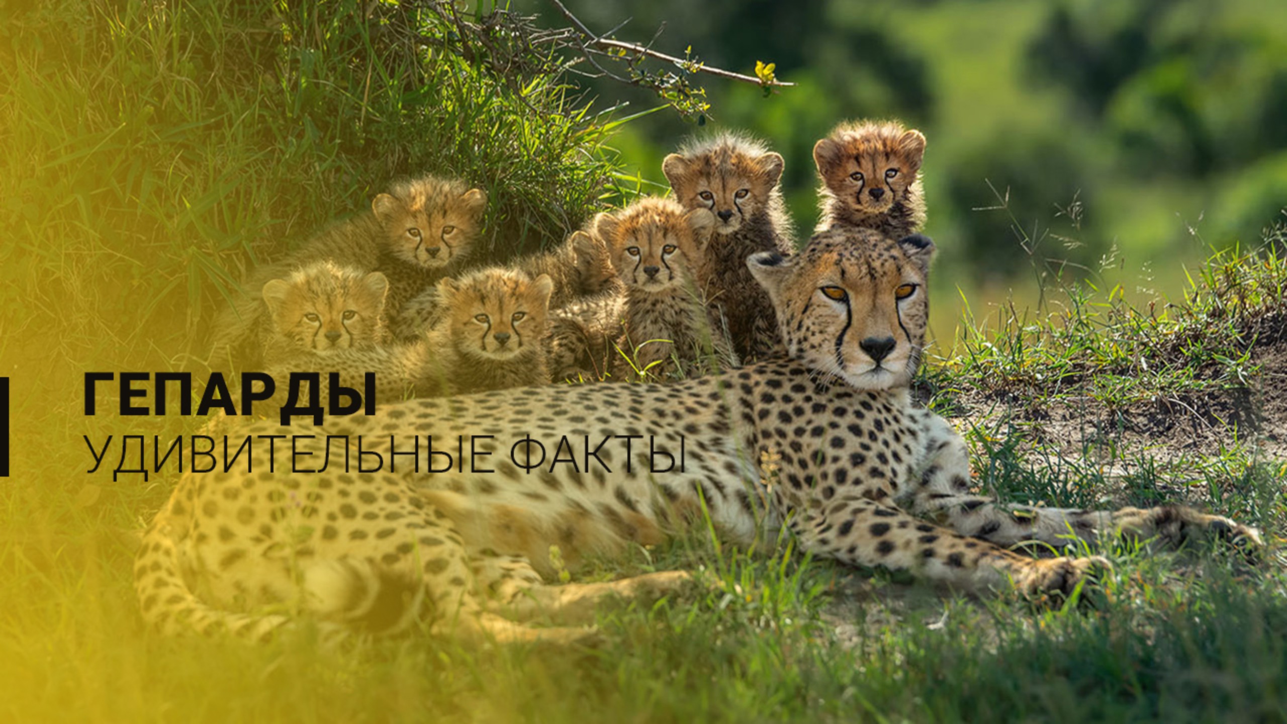 Удивительные факты о гепардах