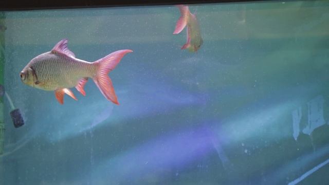 В Смоленске началась проверка готовности Муниципальных бюджетных учреждений смотреть онлайн