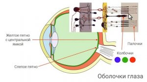 Строение глаза человека, зрительный анализатор