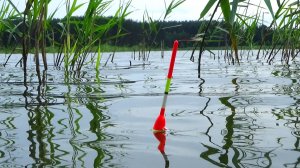 Рыбалка 20 июля на поплавок на линя в тростнике на особые снасти для травянистых мест