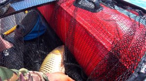 ВЫЛОВИЛИ ЧУЖОЙ САДОК С РЫБОЙ !!!