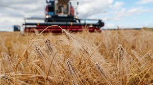 Уборка зерновых стартовала в России. Как обстоят дела в отдельных регионах?