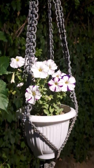 Красавица петуния смотреть онлайн