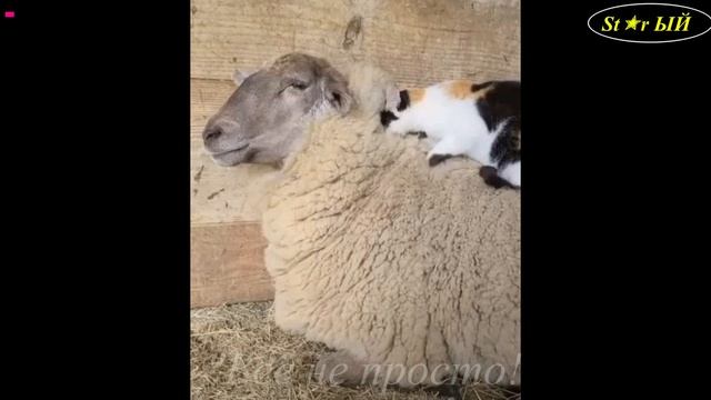 Самые прикольные котейки