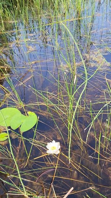Ветер и лилия ! 😚