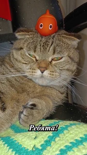 ЯЗЬЯЗЬ ДОМИНИРУЕТ НАД КОТОМ!😹😏🥺#cat #кот #смешныекоты #цитаты #TishaAndAlex