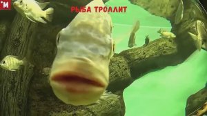 Океанариум. Рыбы троллят
