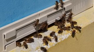 Странное поведение пчёл