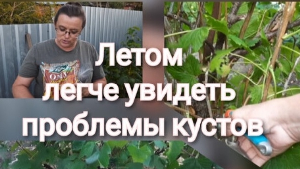Летняя санитарная обрезка чёрной смородины и уход после плодоношения смотреть онлайн