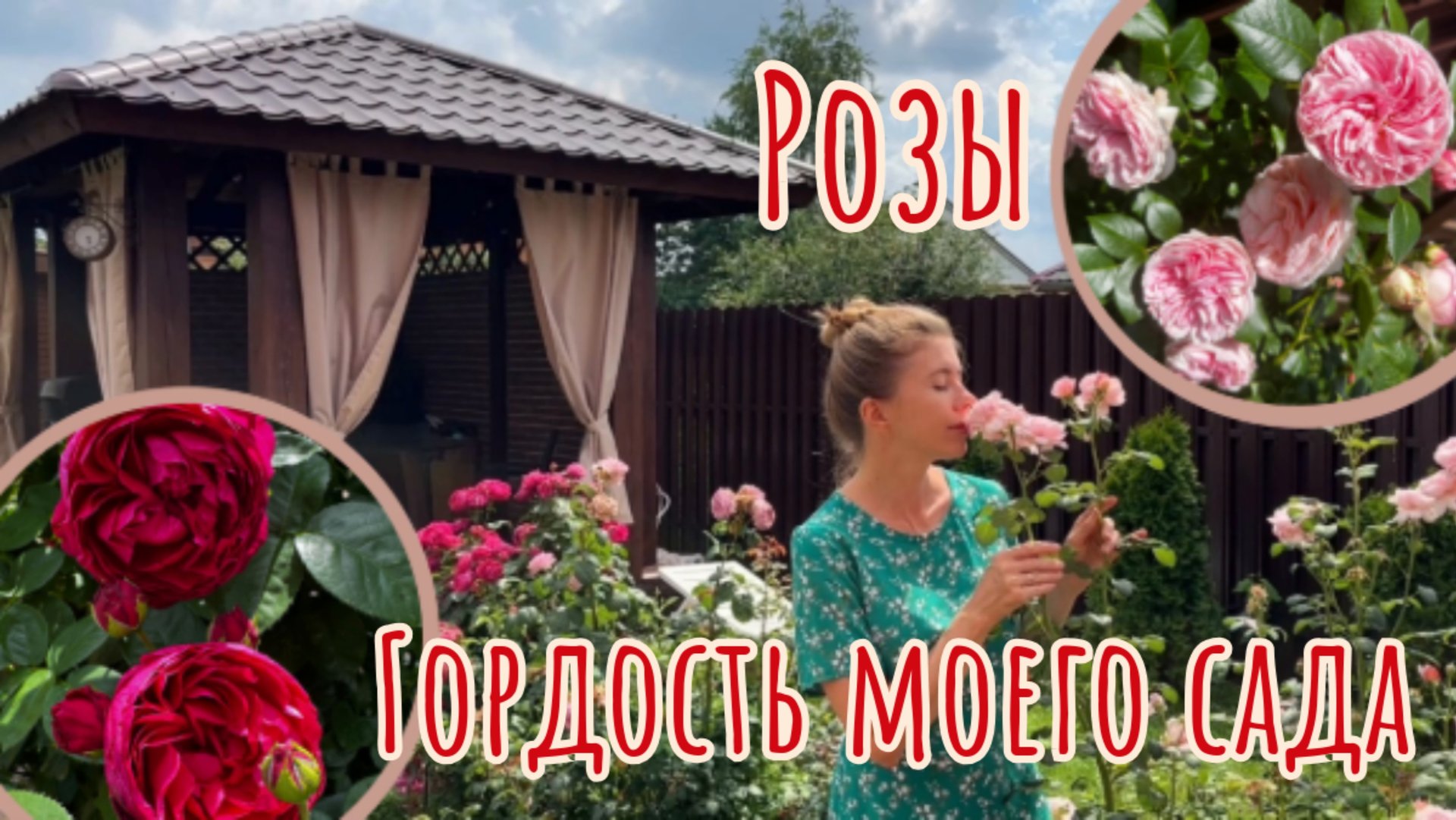 Шикарные розы с минимальным уходом. Схема моего ухода за розами в июле смотреть онлайн