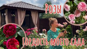 Шикарные розы с минимальным уходом. Схема моего ухода за розами в июле