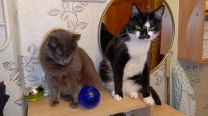 Котик Барсик и кошечка Дарси рассказывают о тропическом ливне в Москве.