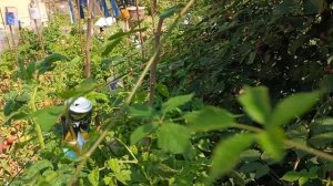 Ежевика Виктория. 21.07.25 г.