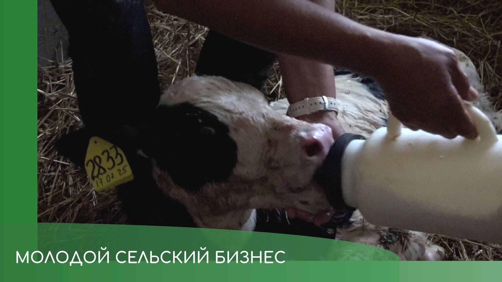 Молодой сельский бизнес смотреть онлайн